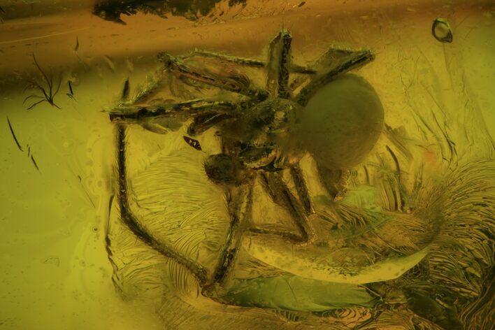 Fossil Fly (Diptera) & Male Spider (Aranea) In Baltic Amber #50646